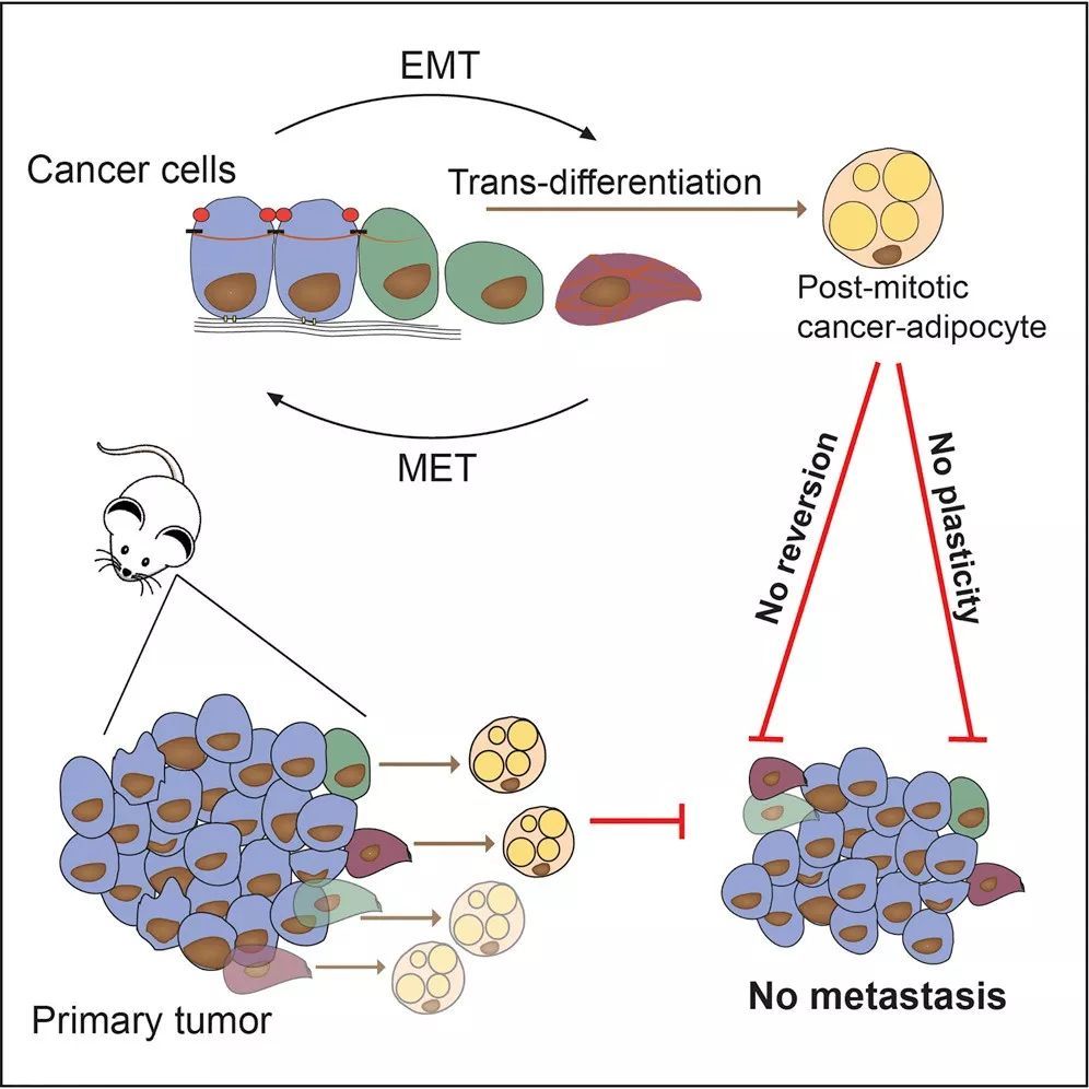 《细胞》子刊:癌细胞变肥肉,阻断癌症转移