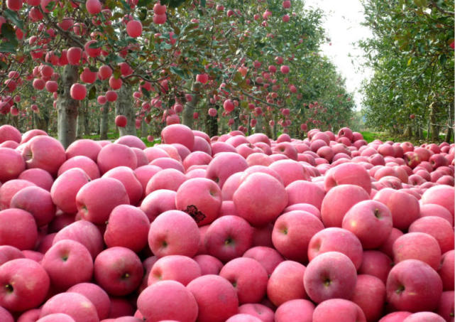 凤翔GDP超226亿 预期2019年将跻身陕西十强