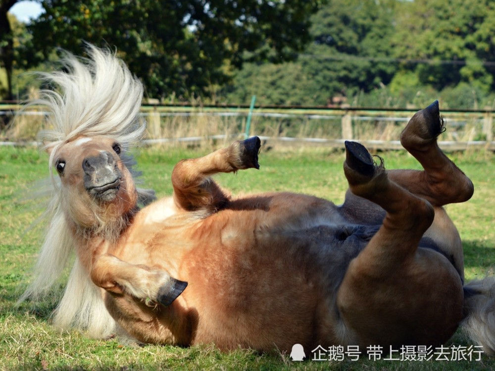 盘点那些浑身是戏的动物,它们摆个pose也这么骚气!