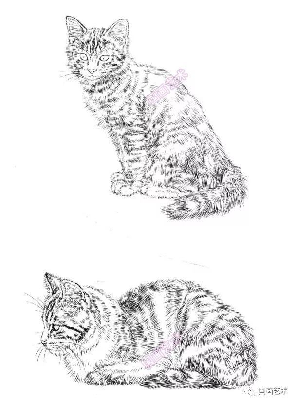 白描百猫画谱选页欣赏_腾讯新闻