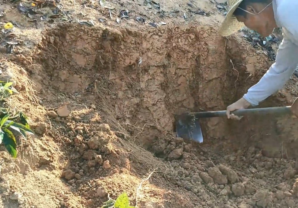 农村大叔进山搞野货,挖地足足1米多深,终于让这野货露出泥土了