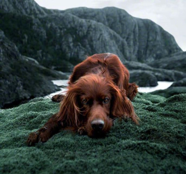 爱尔兰血猎犬天生高贵,主人为此苦学摄影技术,最后一