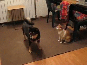 男子养了一猫一狗,天天你追我赶真头疼,网友支招儿笑