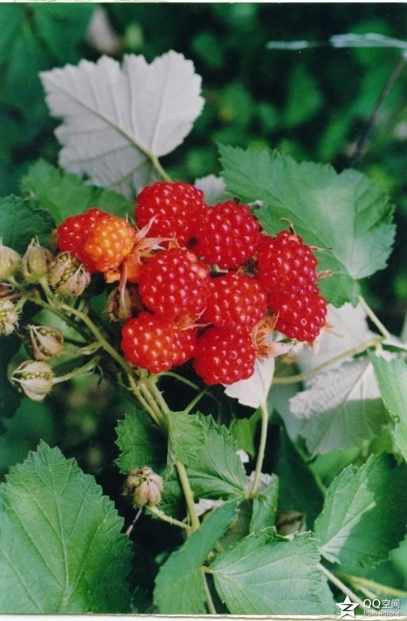 密山的这些特产,你未必全知道!