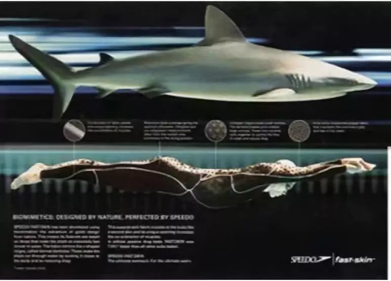 海豚VS鲨鱼,谁是真正的减阻大师?