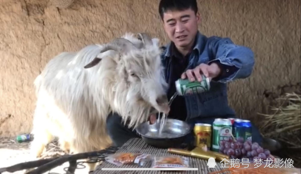 贪吃羊啃辣条喝啤酒爆红 粉丝要喂它羊肉串被