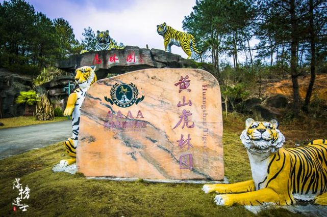 黄山脚下有一座虎林园能近距离接触老虎