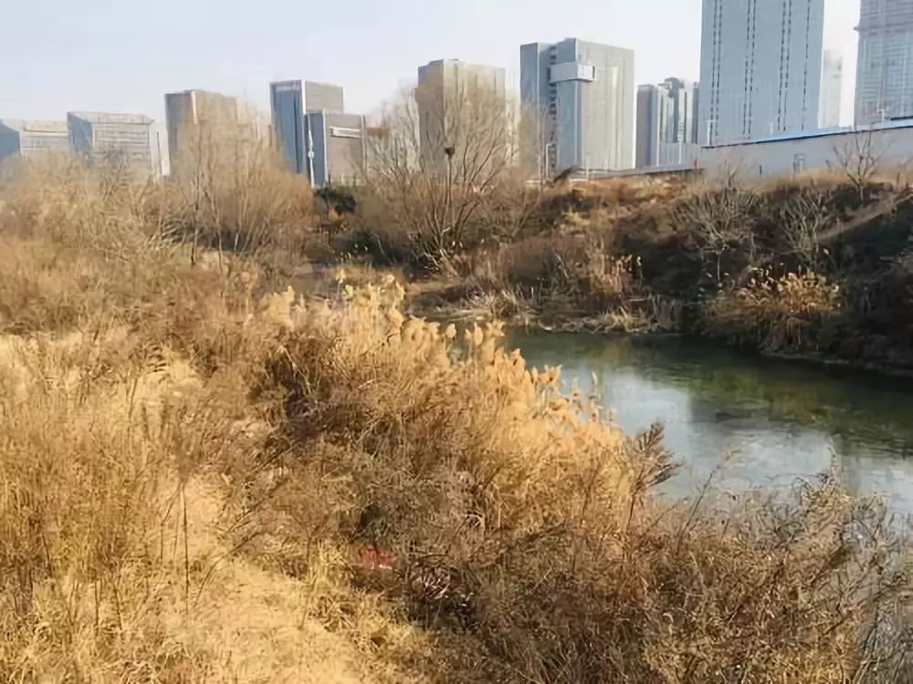 临近春节,贾鲁河的科学大道南至雕塑公园之间的挖河成湖工程,前期已经
