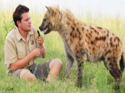 长相丑陋又恐怖的鬣狗,为什么从不攻击人类?网