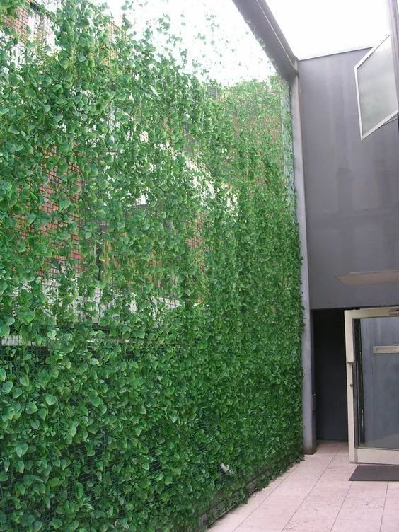 那么考虑一下用整体植物墙做围墙吧~ 整体植物墙绿色环保又富有生命力
