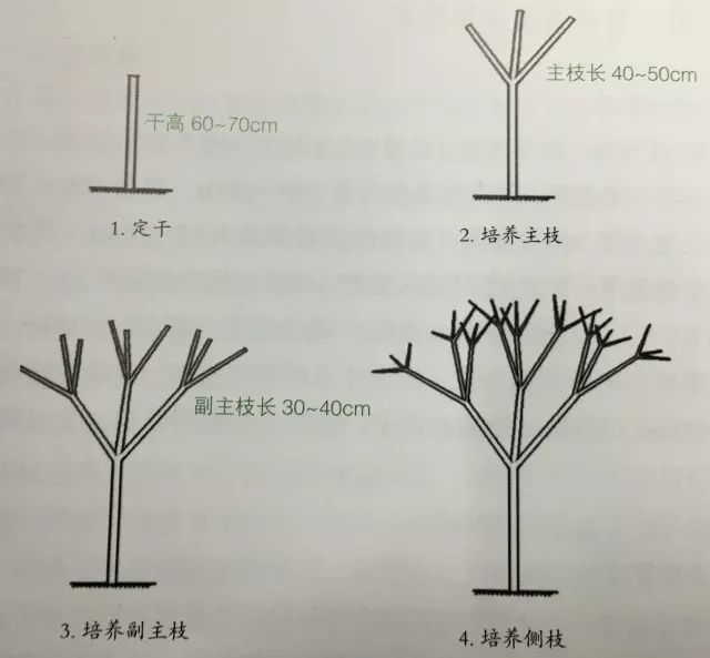 3种整形修剪方法,让你的芒果幼树长成高产树形!