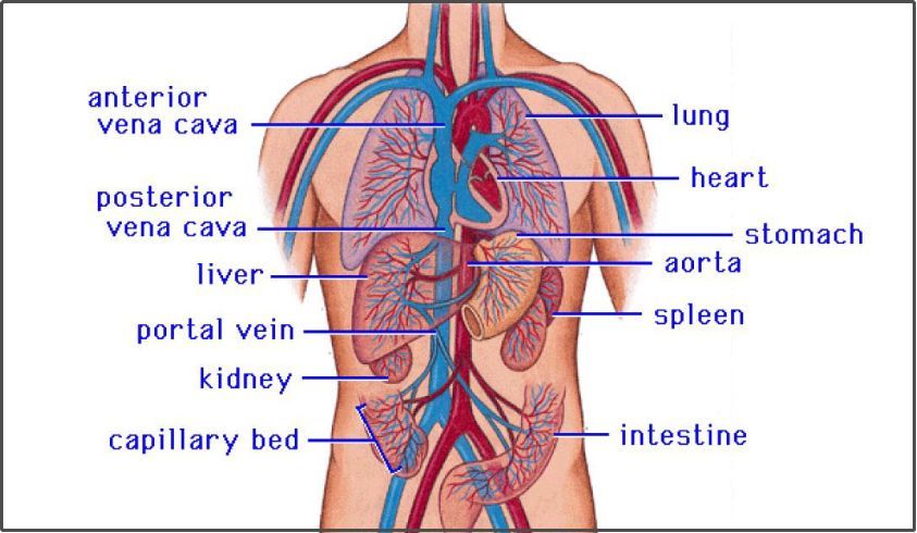 《自然》重磅:完美人体血管模型成破解糖尿病