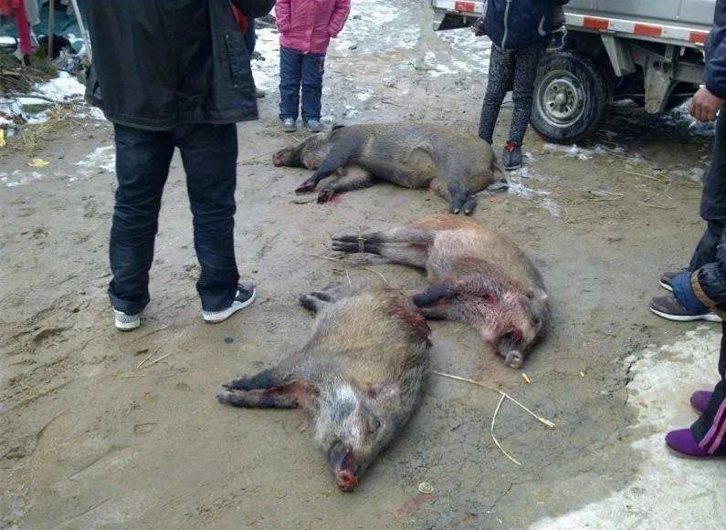 商城县余集镇数头野猪被毒死