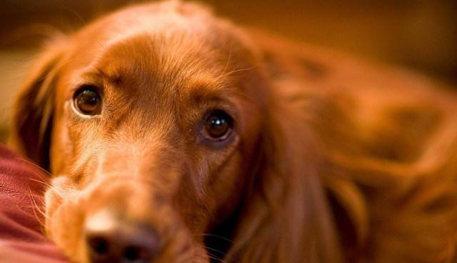 狗狗喜欢舔主人不同部位是什么意思?这些举动