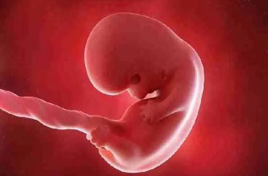 胎儿长得最快是什么月份,吃得好宝宝就能长得