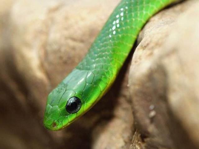 翠青蛇不属于国家保护动物,但是据说很不好养,新手如果要养,一定要多