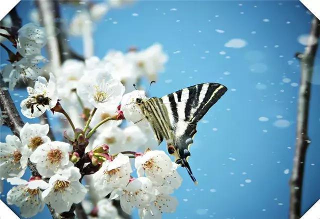 何方可化身千亿,一树梅花一放翁