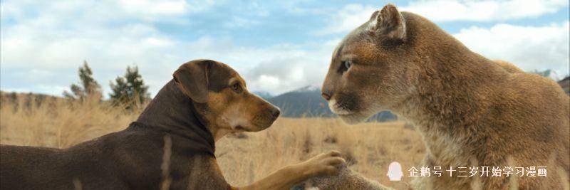 《一条狗的回家路》:原来是部美国主旋律大片