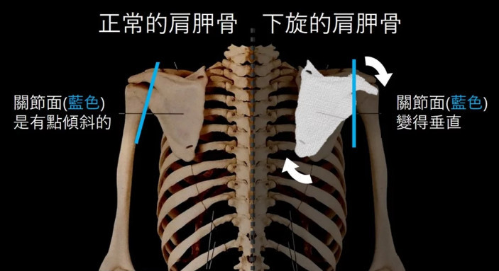 坐久或站久了之后,发现脖子二旁越来越紧绷,关键就在肩胛骨位置