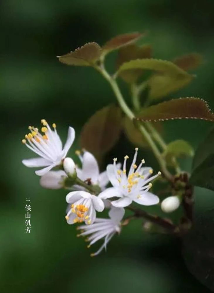 瑞香花,兰花,山矾花相继开放.