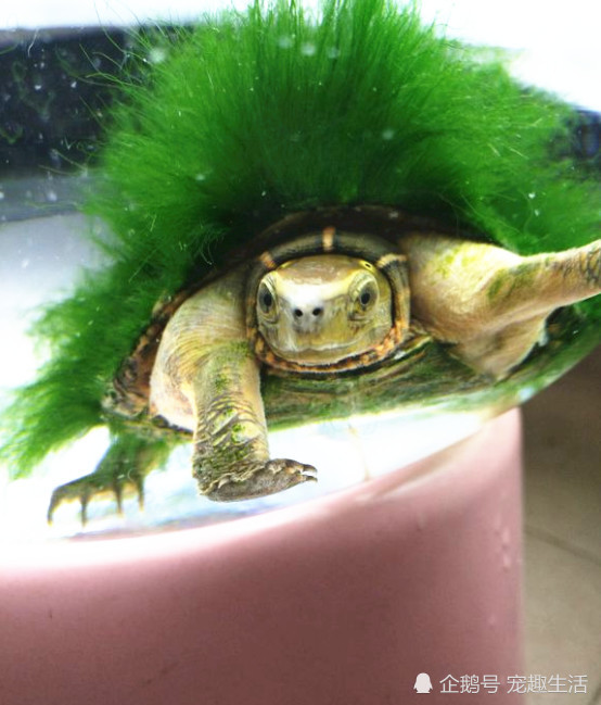 去河边钓鱼,发现一个草坪在动,带回家放水里一