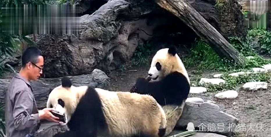 动物园的大熊猫成精,学游客摆姿势拍合照,拍完