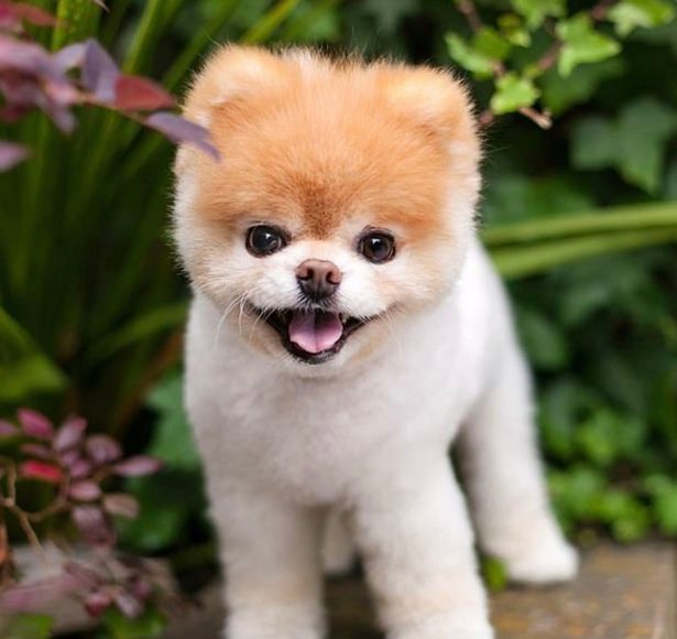 世界最萌小狗伤心过度而死,拥有1750万粉丝 照