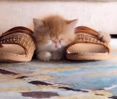 小猫咪好可爱,就喜欢挨着主人的拖鞋睡,搞怪表情萌翻了