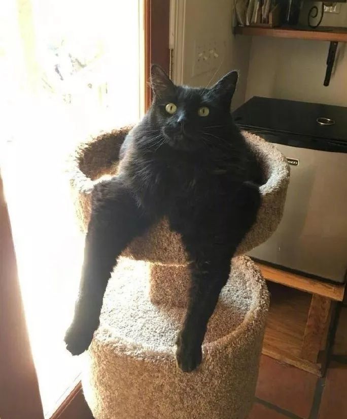 当“沙雕”猫咪变成手办，数十万网友直呼:我要买