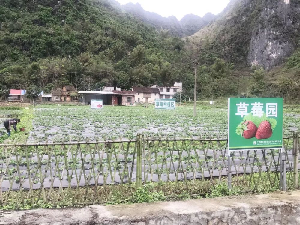 个儿大,饱满,口感纯正还多汁 ==== 新鲜草莓 | 采摘正当时 ==== 淡淡