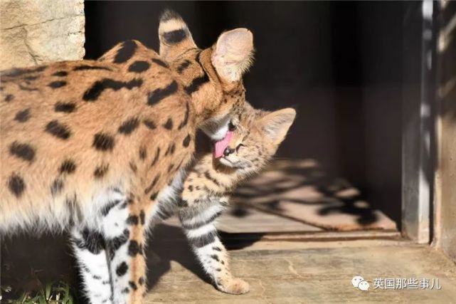 一对双胞胎薮猫宝宝和美少女薮猫妈妈,这是什么天使