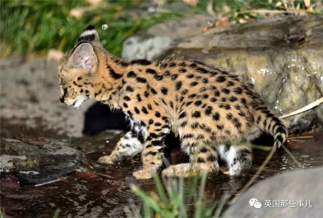 一对双胞胎薮猫宝宝和美少女薮猫妈妈,这是什么天使