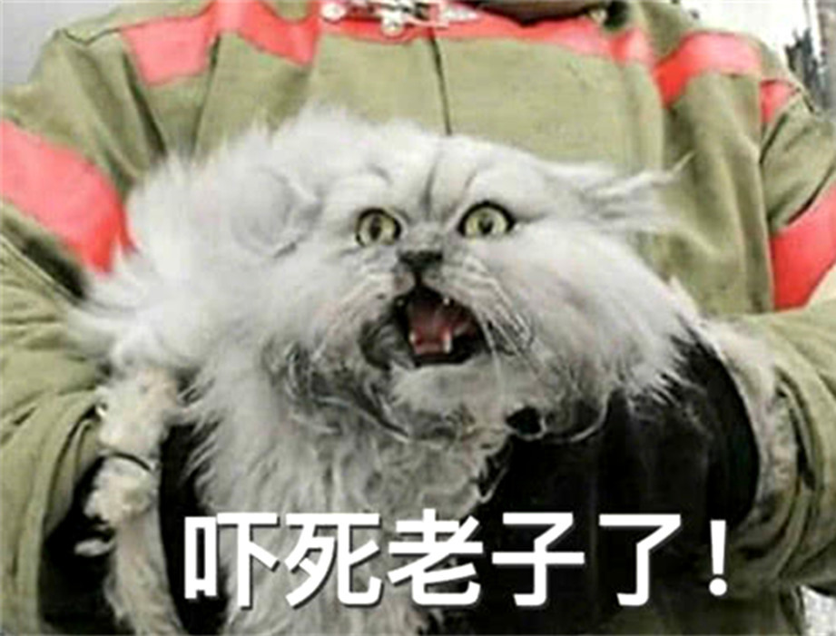 俄罗斯这只表情被困火中,不理的那刻猫咪亮了表情包我你获救图片