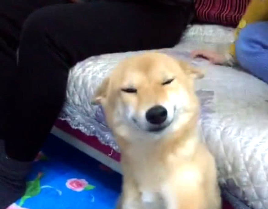 柴犬放假被主人骂,立马通知求撒娇,原谅的表情的犯事搞笑三八欠揍图片图片