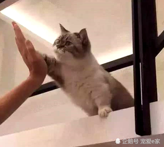 猫咪和主人碰拳击掌,呆萌小模样让人喜爱,网友:都是人