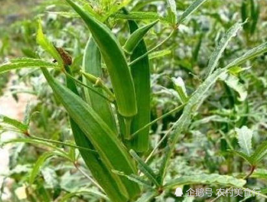 这种植物过去农民不重视,殊不知药用价值极高