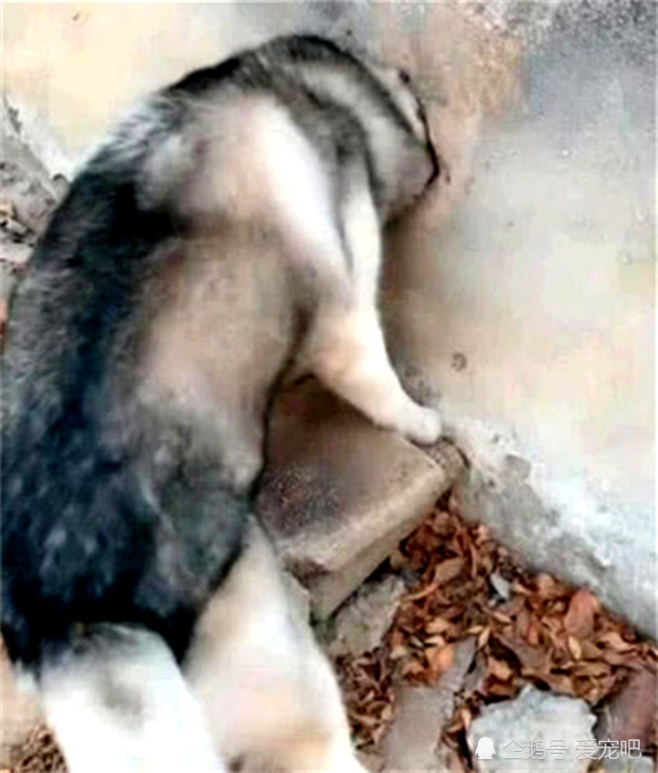 二哈看电影入迷,竟练起了铁头功,主人看到这幕