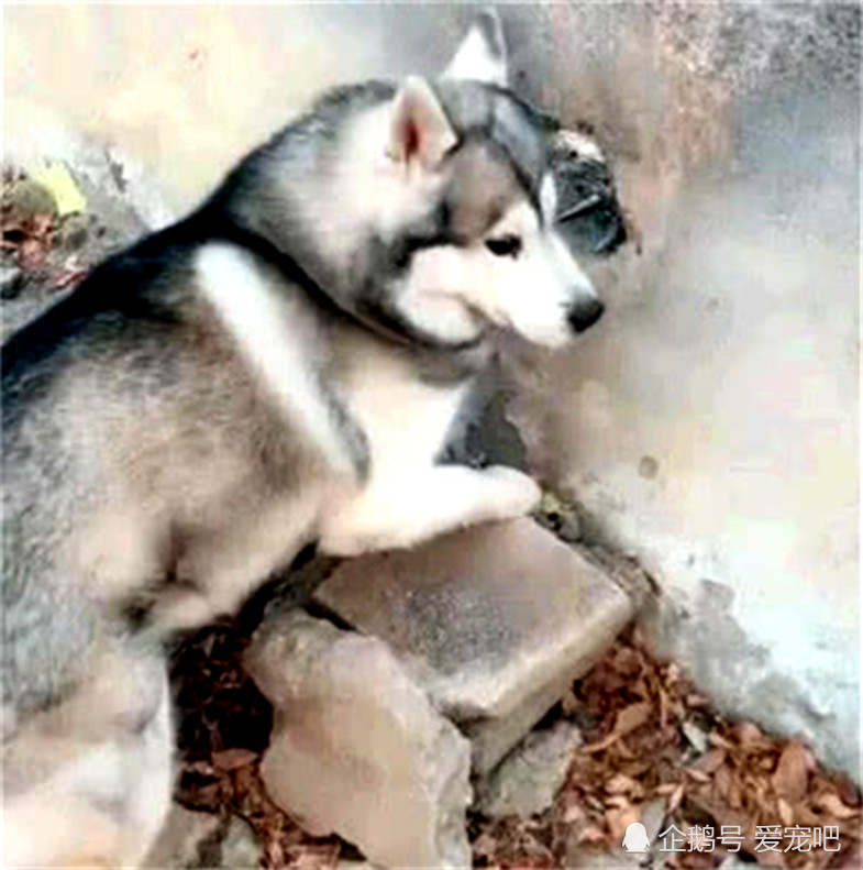 二哈看电影入迷,竟练起了铁头功,主人看到这幕