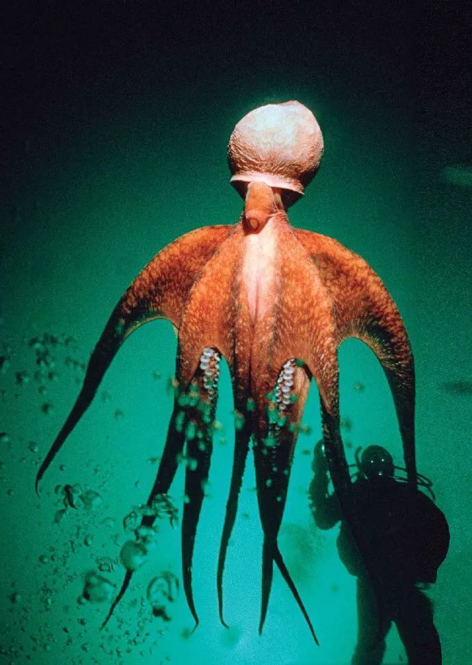 水蛸:北太平洋巨型章鱼,对许多海洋动物来说都是个