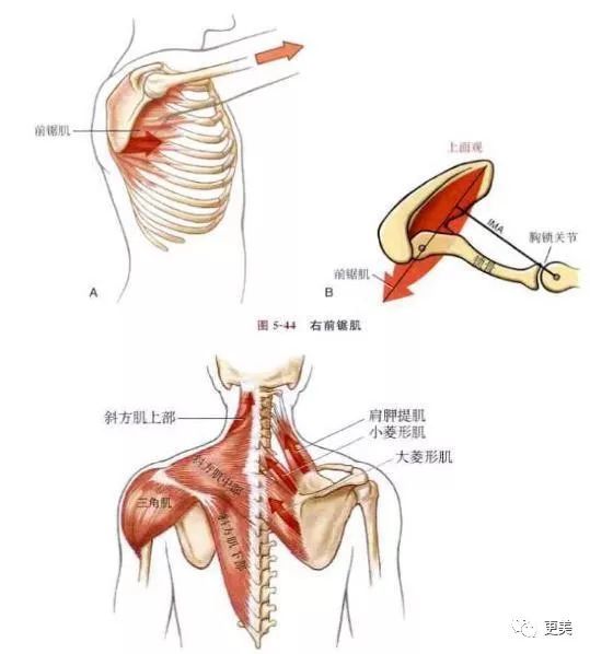 这种不健康的外翻蝴蝶骨,是因为菱形肌,前锯肌,斜方肌中下束无力,拉不