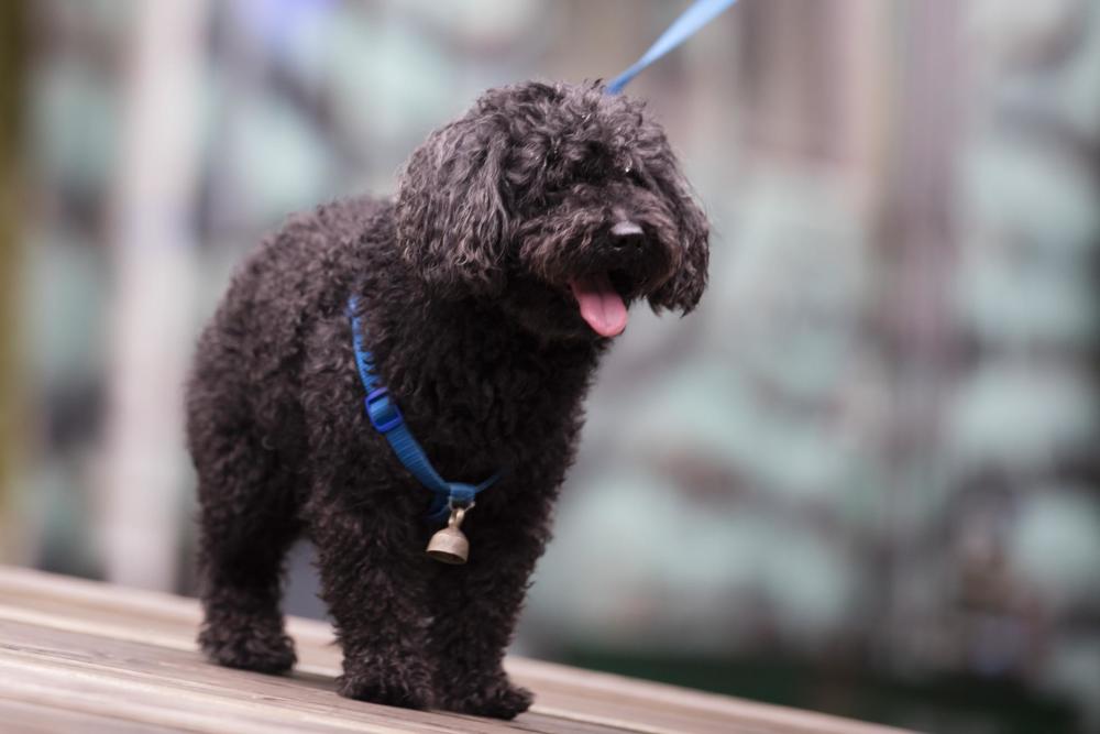 狂犬病潜伏期长达20年?正确认识和预防狂犬病