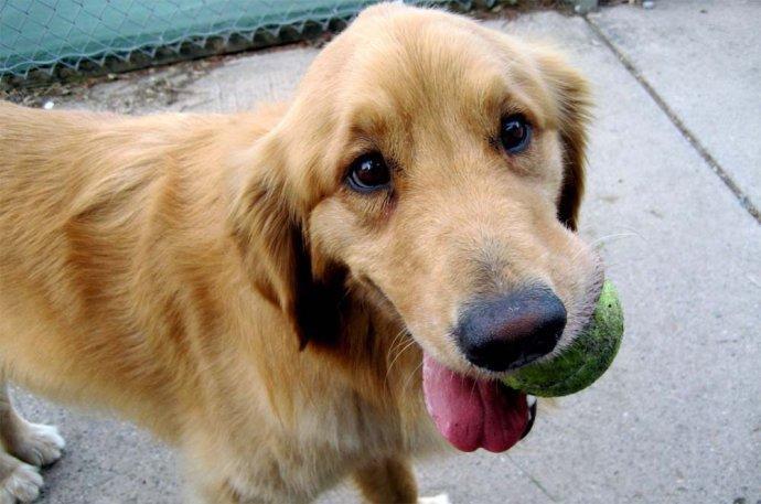 狂犬病潜伏期长达20年?正确认识和预防狂犬病