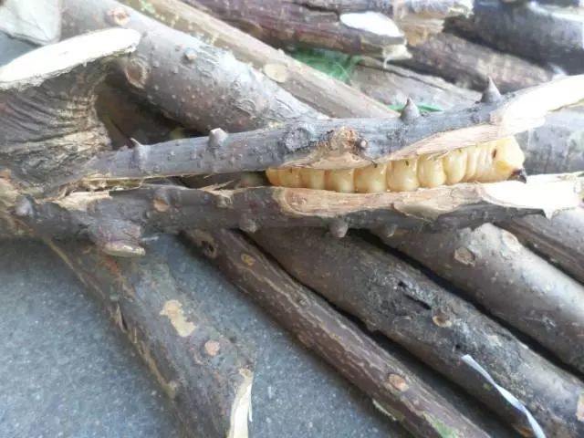 树干或枝条内,以蛀食树心为生 这种树浑身是刺,连鸟儿都不敢站在上面