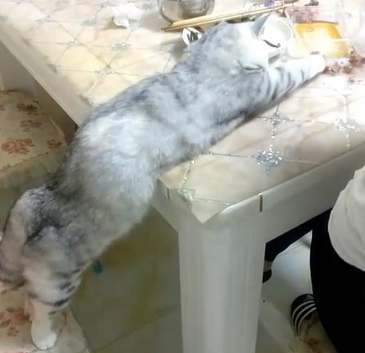 猫咪为了能吃到骨头,这回也是拼了,网友:腿到用