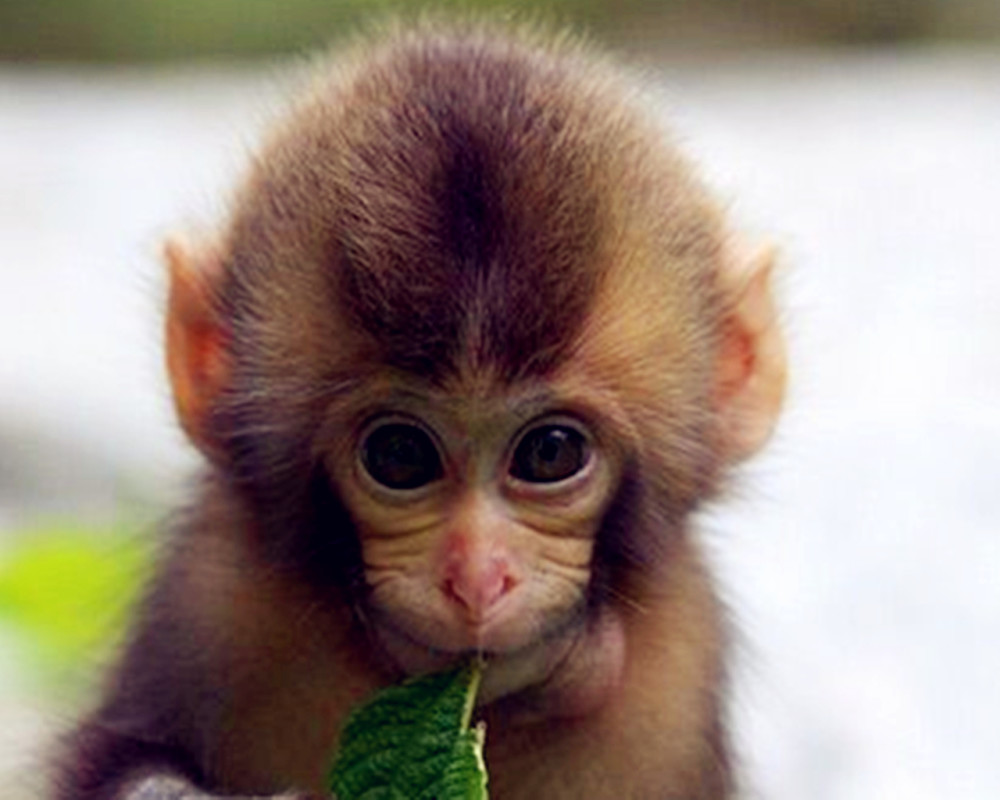 生肖易话:2019己亥年,申猴运气解读