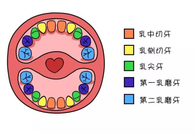 乳牙萌出时间和顺序