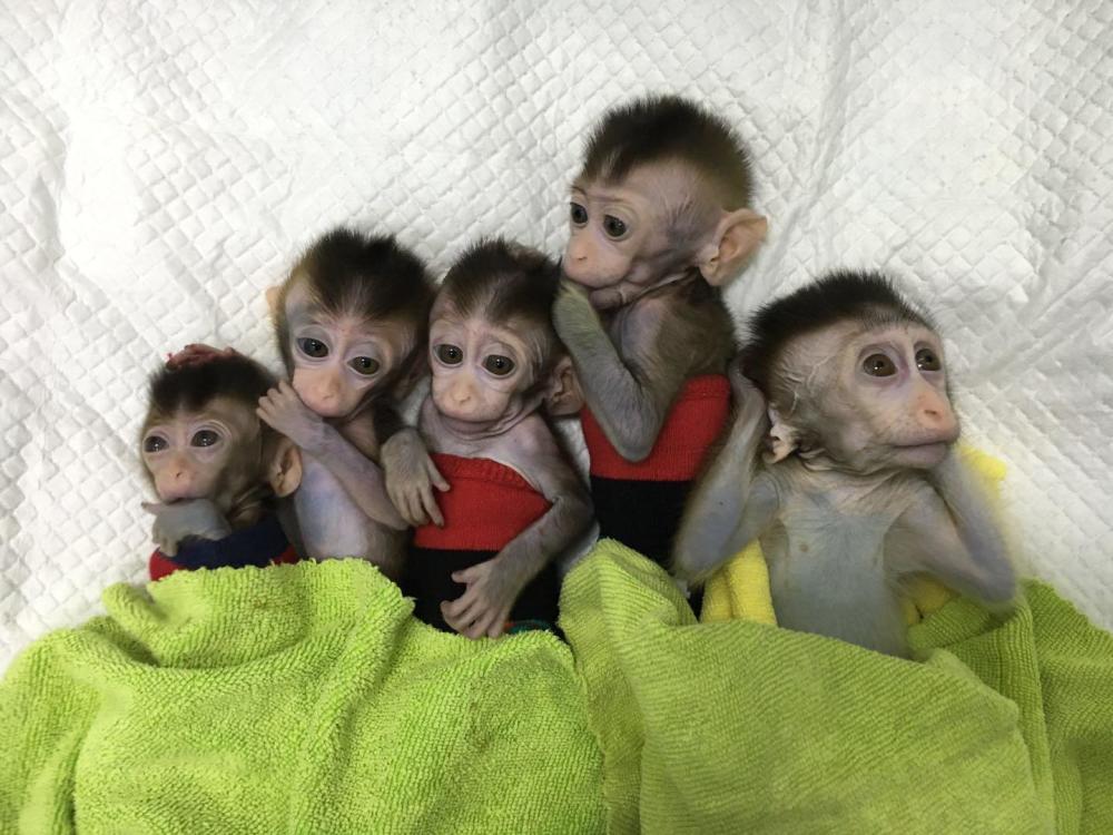 图集:世界首批体细胞克隆疾病模型猴在中国诞