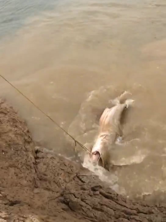 鲶鱼会吃人?小伙河道钓起近两米大鲶鱼,竟在鱼口中掏出大量骨头