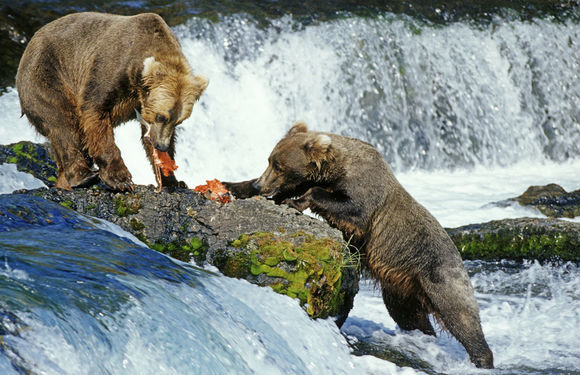 世界10大单挑最强的陆地动物,狮子第九,老虎第