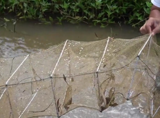 雨后放地笼效果就是好,小伙连连中货,还抓到一只有益